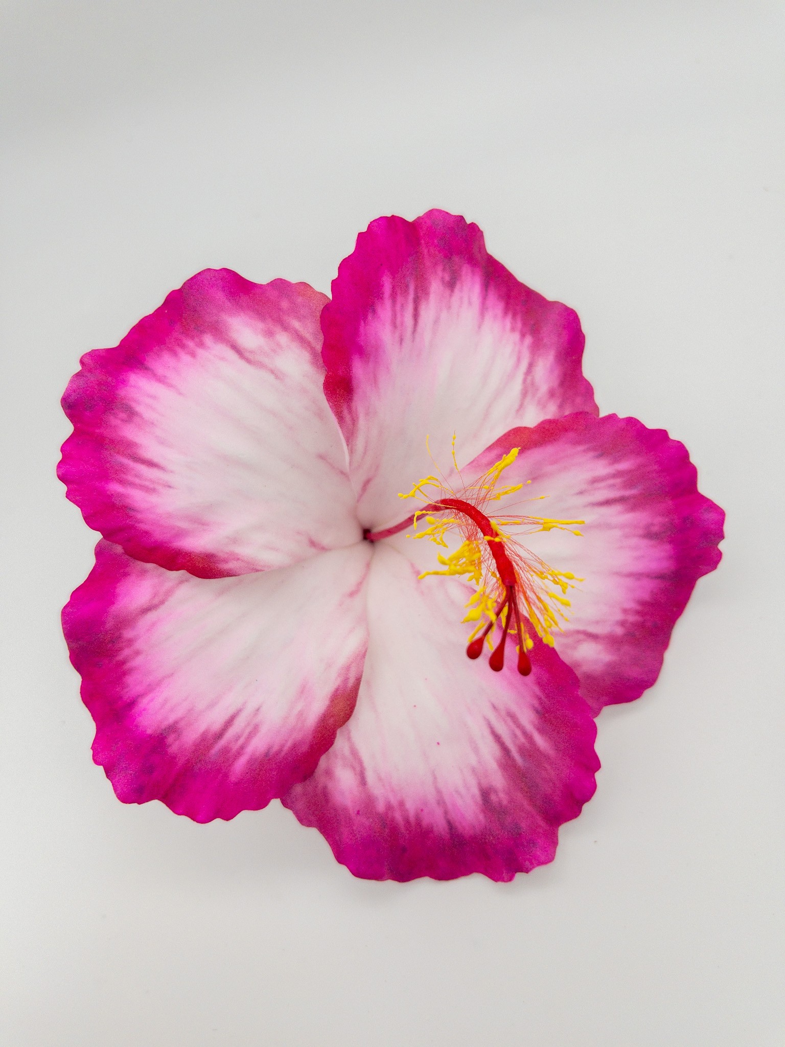New Hibiscus sur pic